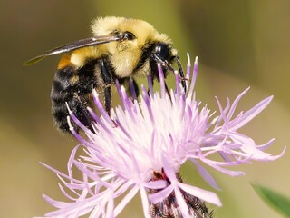 Bee on Thistle Flower