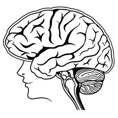 Human Brain Illustration Exploring the Intricate Beauty of Neural Networks and Cognitive Functionality in a Vibrant Artistic Style