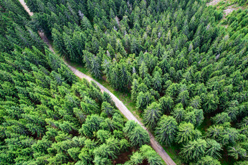 pine tree in the mountains