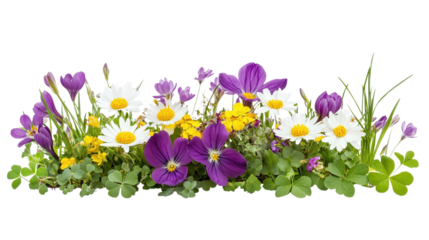 Field bouquet of daisies, clovers, and crocuses isolated on transparent background 
