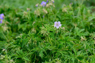 wild flowers in the grass