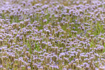 field of purple flowers