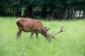 bull elk in the grass