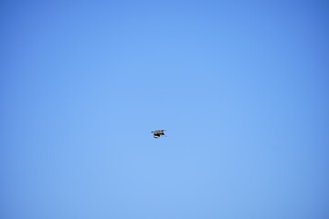 Barn swallow flying in a clear blue sky over green trees