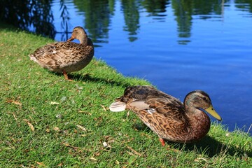 水辺にくつろぐカモ