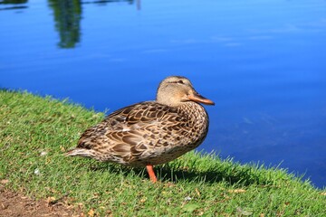 水辺にくつろぐカモ