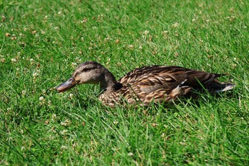 公園にいる鴨　カナダ モントリオール