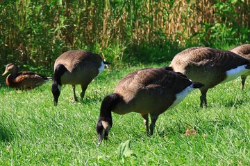 Canada goose（カナダ雁）