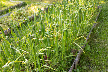 Growing tied garlic in the garden. The garden is lush and well maintained. garlic, gardening.