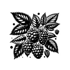 Black and White Illustration of Ripe Raspberries and Leaves.
