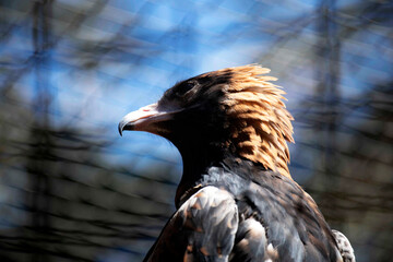 Black-breasted Buzzard (Hamirostra melanosternon)