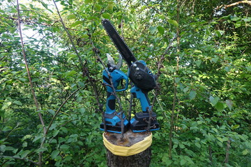 Tree pruning with an electric saw. Automatic battery-powered saw for easy tree branch pruning. Garden power tool.