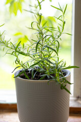 Obraz premium Lavender flowers grow in a white pot on a wooden windowsill. Next to the pot is a decorative jug with an image of lavender.