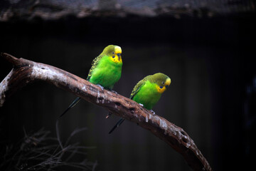 Budgerigars (Melopsittacus undulatus)
