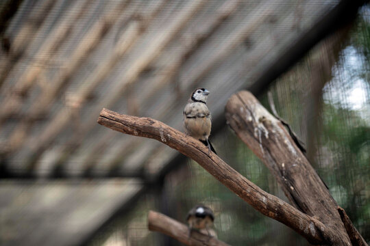 Double-barred Finch ( Taeniopygia bichenovii)