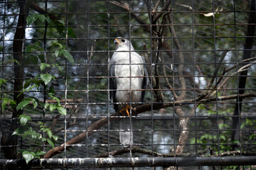 Grey Goshawk (Accipiter novaehollandiae)