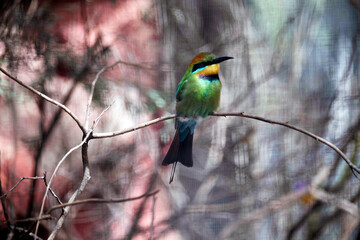 Rainbow Bee-eater (Merops ornatus)