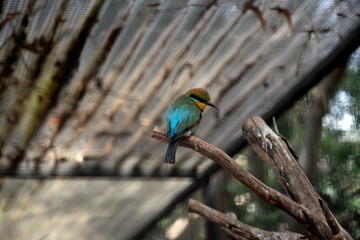Rainbow Bee-eater (Merops ornatus)