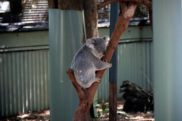 koala (Phascolarctos cinereus)