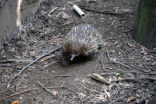 Short-beaked Echidna (Tachyglossus aculeatus)