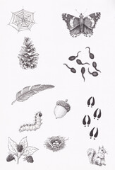 Pen and ink illustration of various nature elements