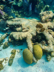 Underwater photo taken during the Hol Chan Marine Reserve, Shark Ray Alley and Coral Garden...