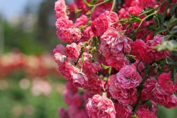 Pink roses in full bloom, showcasing lush petals and green foliage