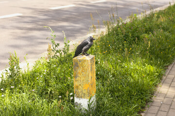 Crow resting on roadside marker. Urban bird in natural environment. Green grass and sidewalk edge. Summer day near asphalt road. Wildlife scene in city landscape. Birdwatching in unexpected places.