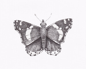 Pen and ink illustration of a red admiral butterfly