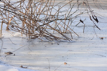 frozen reed grass in the winter on the shore of frozen lake