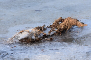 frozen reed grass in the winter on the shore of frozen lake
