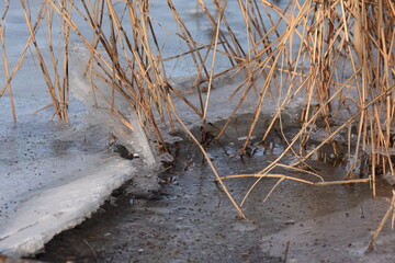 frozen reed grass in the winter on the shore of frozen lake