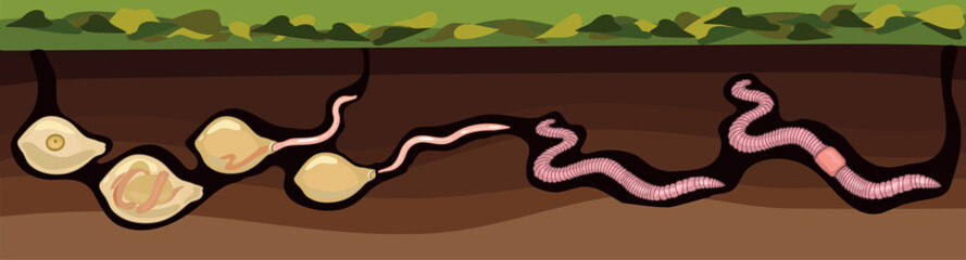 Life cycle of earthworm from juvenile earthworm hatching from cocoon to adult worm for biology lessons