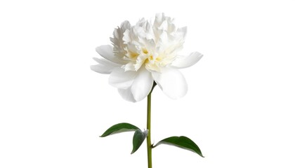 Single white peony, close-up, against a white background.  Fresh, delicate, and full flower with a slender stem and green leaves