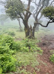 Wanderung zum Feenwald, ein  Lorbeerwald, bei Fanal auf Madeira 