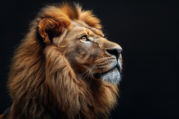 Obraz premium Portrait of a big male African lion on black