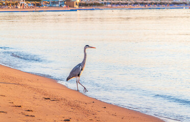 Gray heron fishing on the beach of the Red Sea. Naama Bay beach, Sharm El Sheikh, Egypt