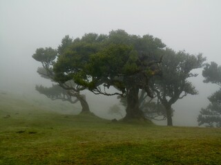 Wanderung zum Feenwald, ein  Lorbeerwald, bei Fanal auf Madeira 