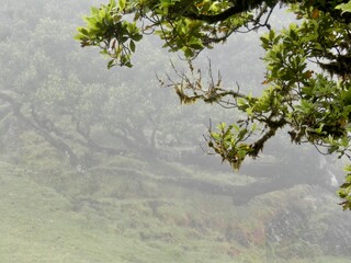 Wanderung zum Feenwald, ein  Lorbeerwald, bei Fanal auf Madeira 