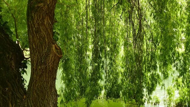 Weeping willow in the park by the green lake and  long branches on the wind 