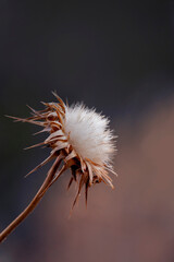A dried  milk thistle isolated on blurred natural background with soft colors. Silybum marianum. Copy space. Artistic consept. Dry plant. Beauty in nature.