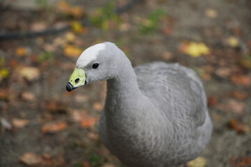 Gray bird with distinctive features walks through fall foliage in park