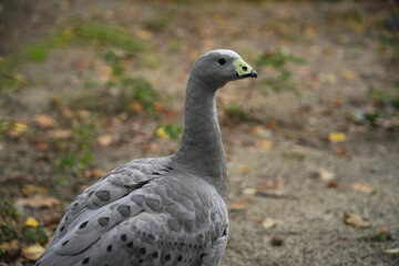A gray bird with unique markings foraging on the forest floor in autumn