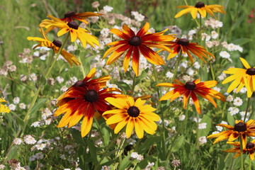Sweden. Rudbeckia hirta, commonly called black-eyed Susan, is a North American flowering plant in the family Asteraceae, native to Eastern and Central North America and 
