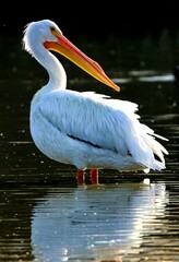 American White Pelican 