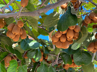 Kiwi fruits ripen in the garden.