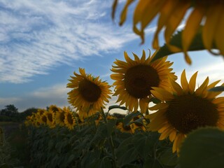 Sunflower field bathed in sunset light, perfect for themes of farming, nature, and growth.