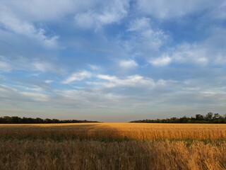 Fototapeta premium Golden wheat field under a soft evening blue sky dotted with gentle clouds. A peaceful rural landscape evoking calm and natural beauty at dusk.