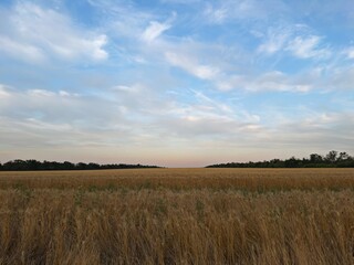Ripened wheat swaying beneath a serene twilight sky with scattered clouds. Captures the tranquility...