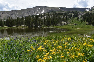 Fototapeta premium alpine meadow with flowers